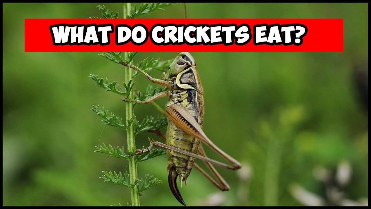 what do crickets eat